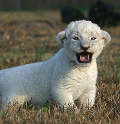 Wah! The Internet is killing cute endangered animals! - ShinyShiny