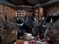 The rabbits from Night of the Lepus
