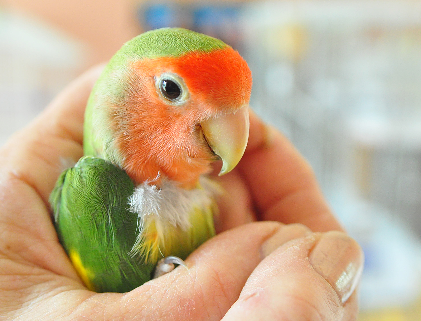 Cute Overload 5 This Lovebird Just Wants To Be Fabulous Ok