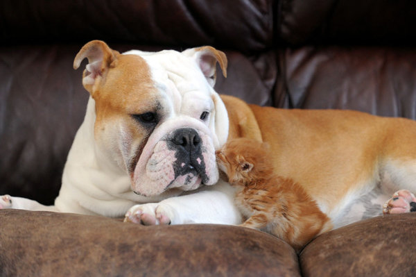 bulldog and kitten